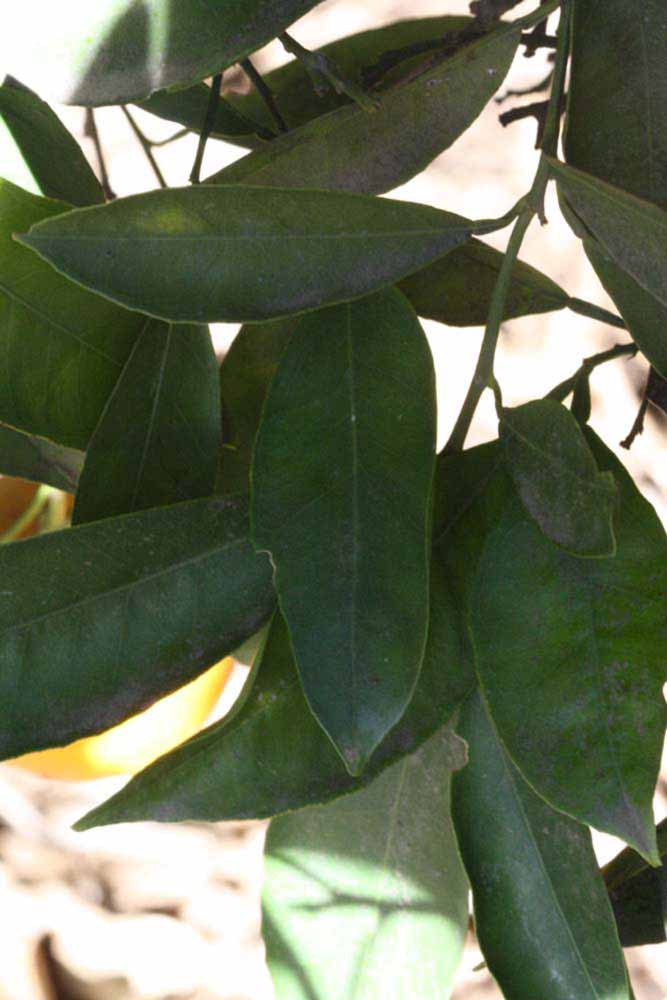            Shade leaves (Riverside, CA)   